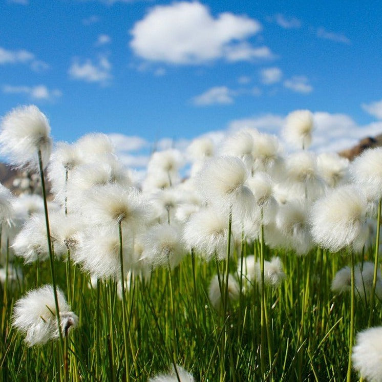 Cotton Flower