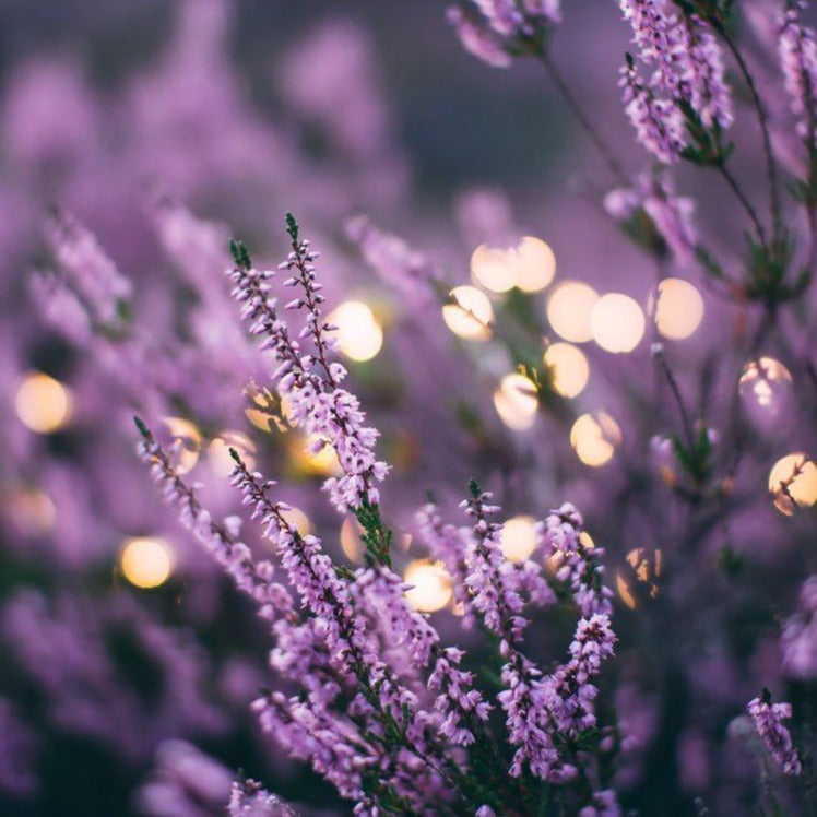 Lavender