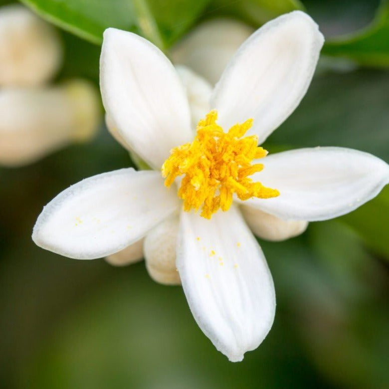 Neroli / Orange Blossom